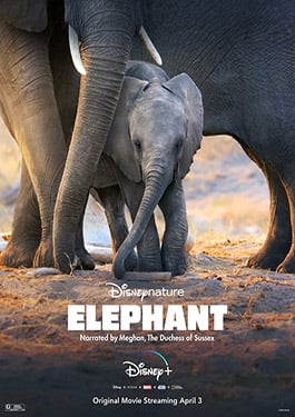 ELEPHANT (2020) DISNEY อัศจรรย์ชีวิตของช้าง