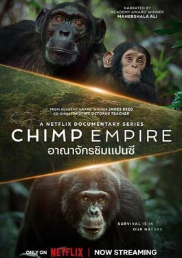 สารคดี Chimp Empire (2023) อาณาจักรชิมแปนซี Netflix